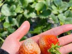 -尚田草莓姑娘白草莓采摘基地