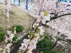 -高东镇樱花园