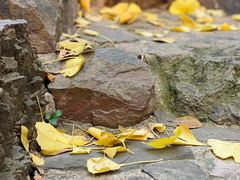 -秋霞圃