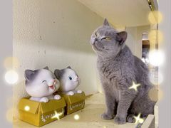 -猫小院猫主题餐厅(南锣旗舰店)
