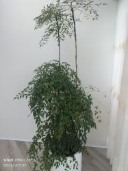 -HEYAN荷妍专业脱毛连锁机构