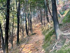 -南山植物园