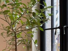 -Fridi Patisserie Cafe