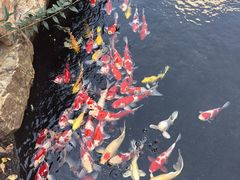-紫荆广场·花漫里
