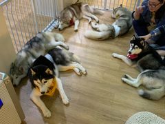 -Husky Go! 哈士奇体验馆·宠物咖啡厅狗咖