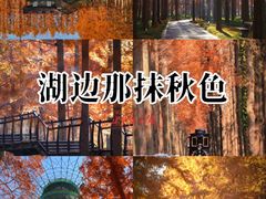 -黄海国家森林公园