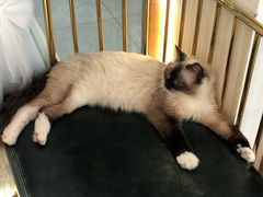 -喵喵咪呀布偶猫咖(春熙路店)