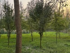 -合肥滨湖国家森林公园