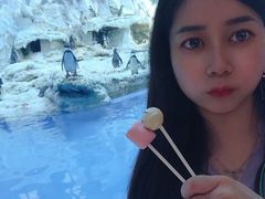 -帝企鹅自助餐厅•儿童岛•真企鹅(长隆企鹅酒店)