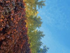 -北京张裕爱斐堡酒庄