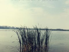 -丁香湖公园