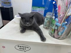 -全心全意连锁动物医院·微创中心·内科急重症·心脏专科(丰管路店)