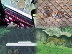 -北京野生动物园