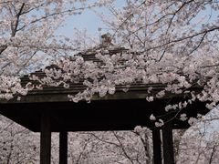 -顾村公园