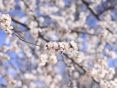 -北京大学赛克勒考古与艺术博物馆