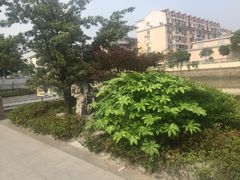 -嘉定紫藤园