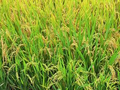 -中国天府农业博览园