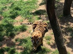-西霞口神雕山野生动物世界