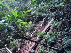 -南宁良凤江国家森林公园