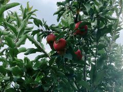 -万源龙顺度假庄园生态观光园