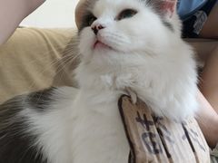 -怪兽屋·羊驼·猫咖·狗咖(俊华广场店)