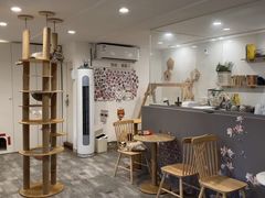 -楼上猫咖(罗湖店)