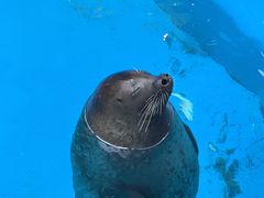 -海合安成都极地海洋公园