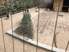 -深圳野生动物园