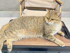-Heymao猫咖.咖啡厅(东门店)