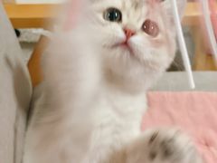 -lincat·猫舍(广州店)