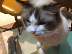 -猫色咖啡·猫咖