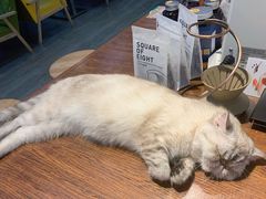 -猫咪咖啡·猫咖(万达广场店)
