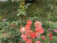 -人民公园(罗湖区)