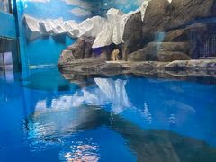 -海合安武汉极地海洋公园