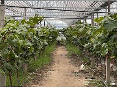 -马陆小张葡萄园农家乐