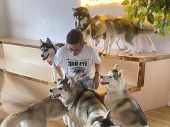 -Husky Go! 哈士奇体验馆·宠物咖啡厅狗咖