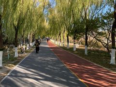 -大兴滨河森林公园