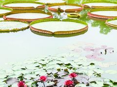 -国家植物园南园