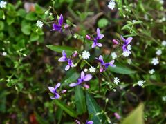 景点-铁山坪森林公园