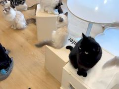 -有喵·猫咖·狗咖·30几只猫10只小狗(岗厦店)