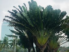 -万绿园