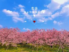 -天适樱花悠乐园