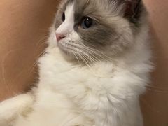 -糯米喵星人总部直营旗舰店·猫舍·幼猫出售