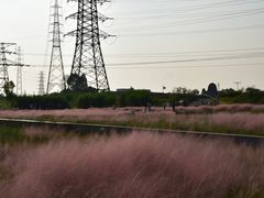 -王借岗森林公园