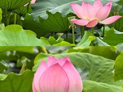 -荔湾湖公园