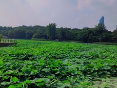 -月湖风景区
