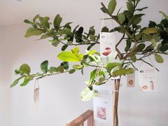 -Oasis coffee燕谷咖啡(公信店)