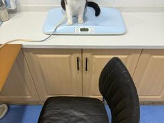 -天使宠物医院·犬猫分诊(彩虹店)