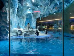 -帝企鹅自助餐厅•儿童岛•真企鹅(长隆企鹅酒店)