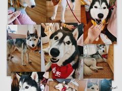 -Husky Go! 哈士奇体验馆·宠物咖啡厅狗咖